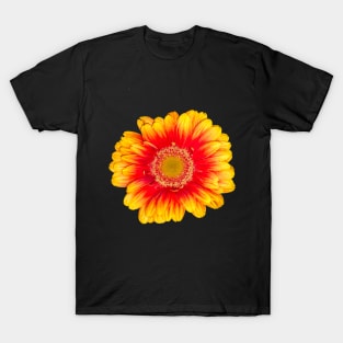 Gerbera Daisy Flowers Red and yellow summer Gerber daisy close up flower T-Shirt